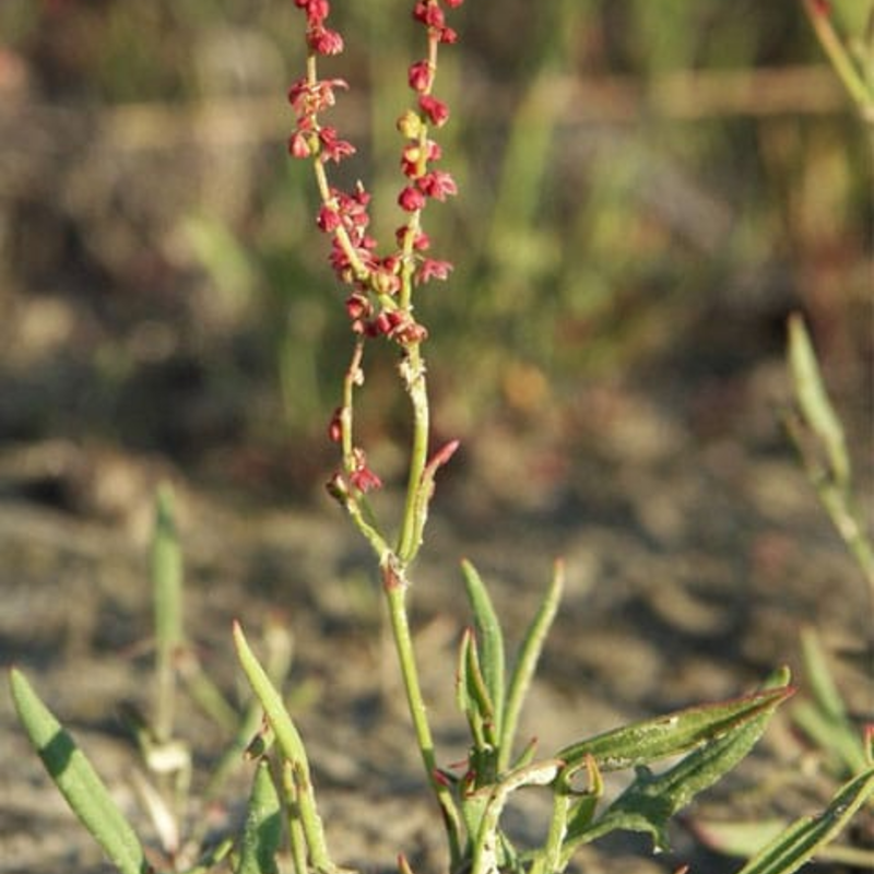 Sheep's Sorrel Plants (Rumex acetosella)
