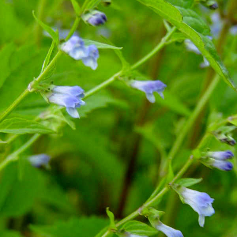 Skullcap Plants (Scutellaria Galericulata)