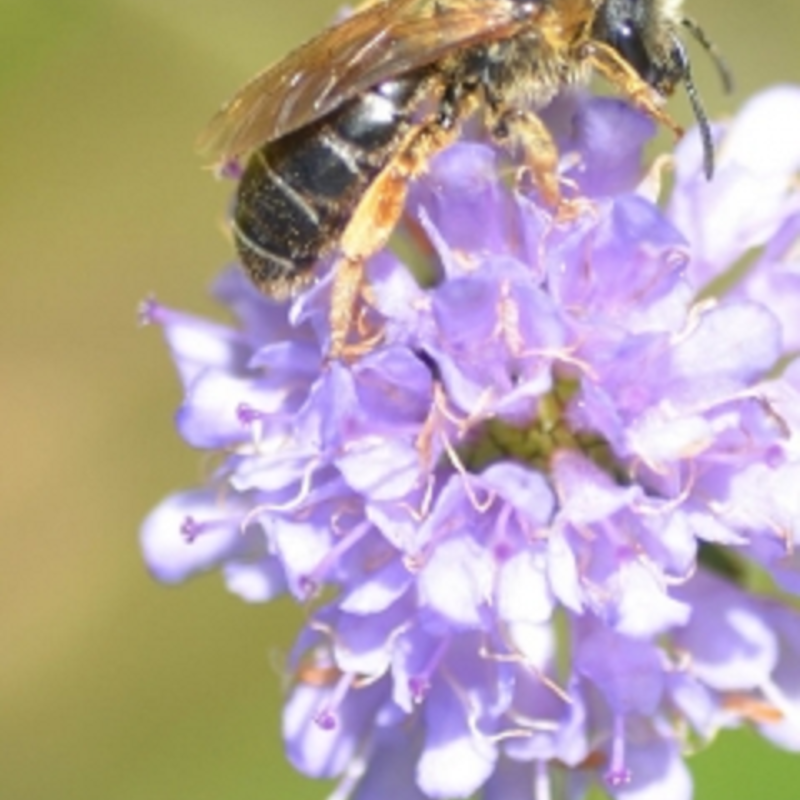 Wildflower Seeds for Solitary Bees 