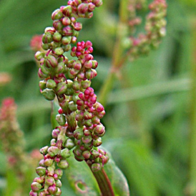 Common Sorrel Seeds (Rumex acetosa)