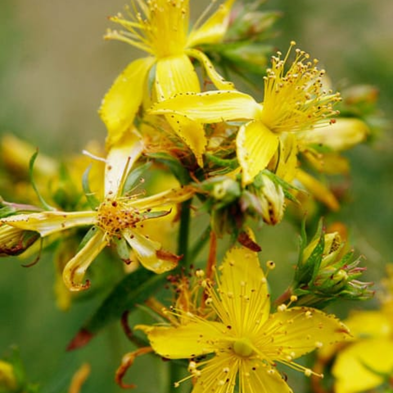 Common St Johns Wort Plants (Hypericum perforatum)