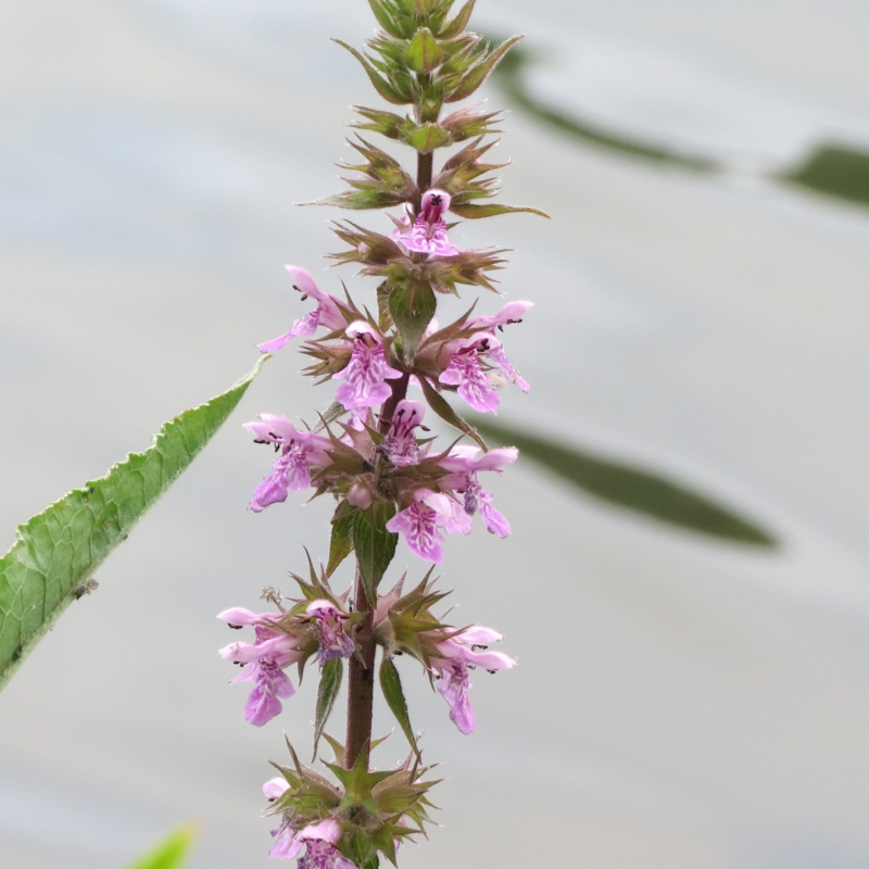 Marsh Woundwort Plants (Stachys palustris)