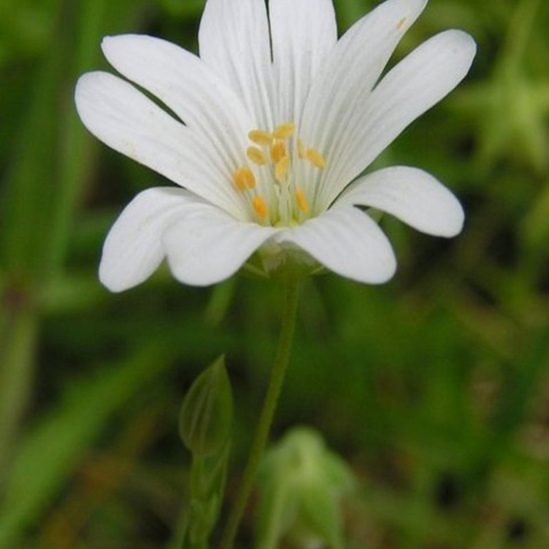 Greater Stitchwort Plants (Stellaria holostea)