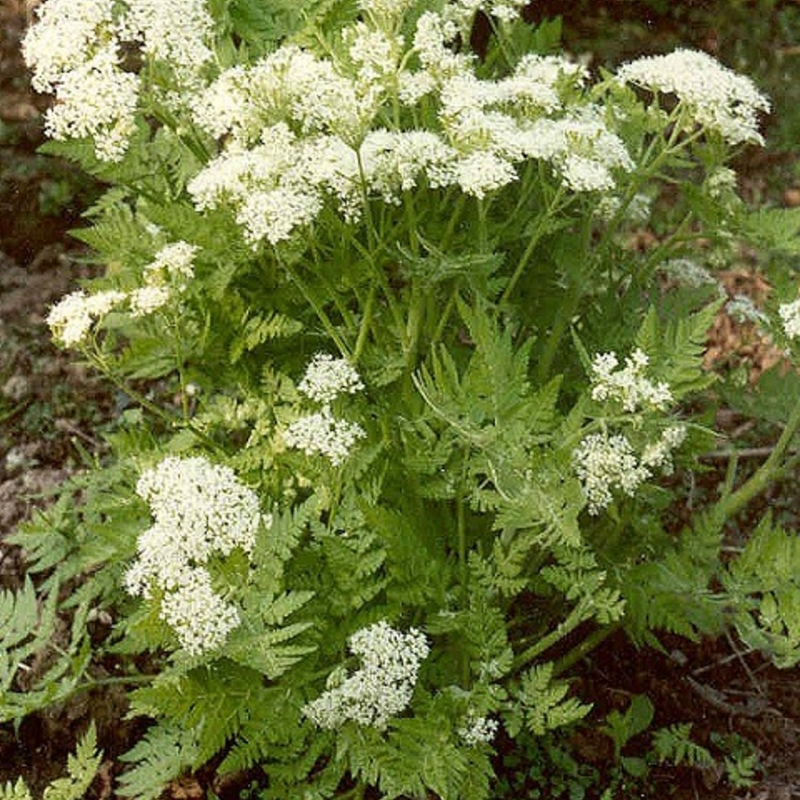 Sweet Cicley Plants (Myrrhis Odorota)