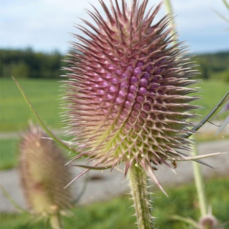 Teasel Plants (Dipsacus fullonum)