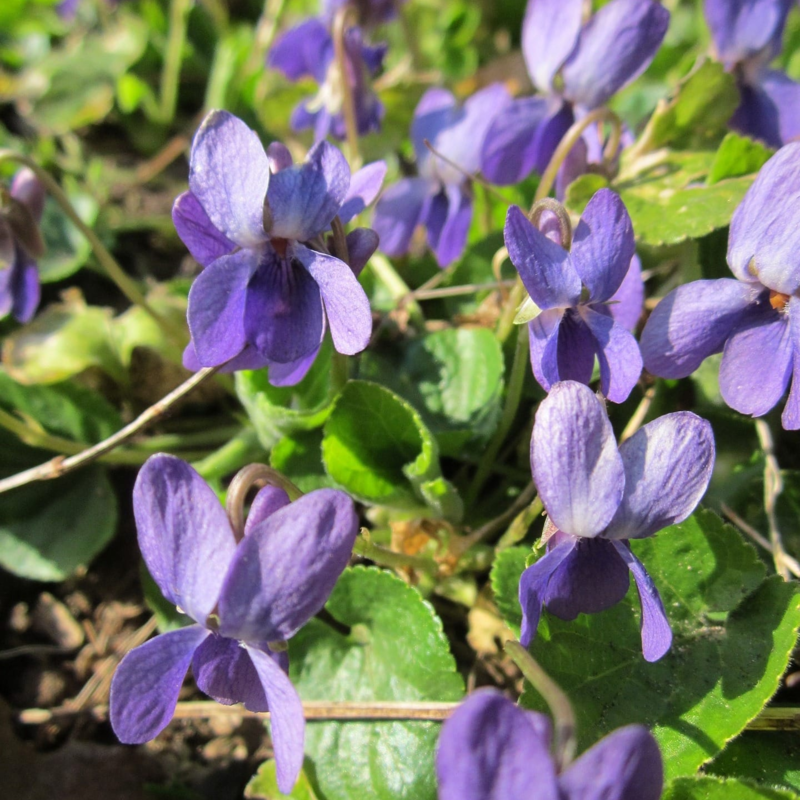 Sweet Purple Violet Plants (Viola odorata)