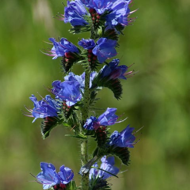 Viper's Bugloss Plants (Echium vulgare)