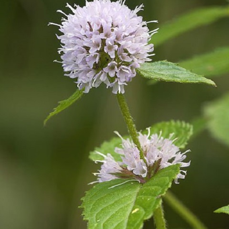 Water Mint Plants (Mentha aquatica)