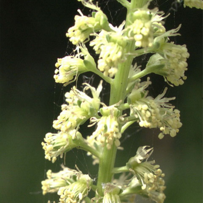 Weld Plants (Reseda luteola)