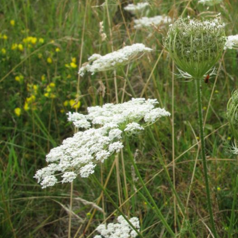 Wild Carrot Plants (Daucus carota)