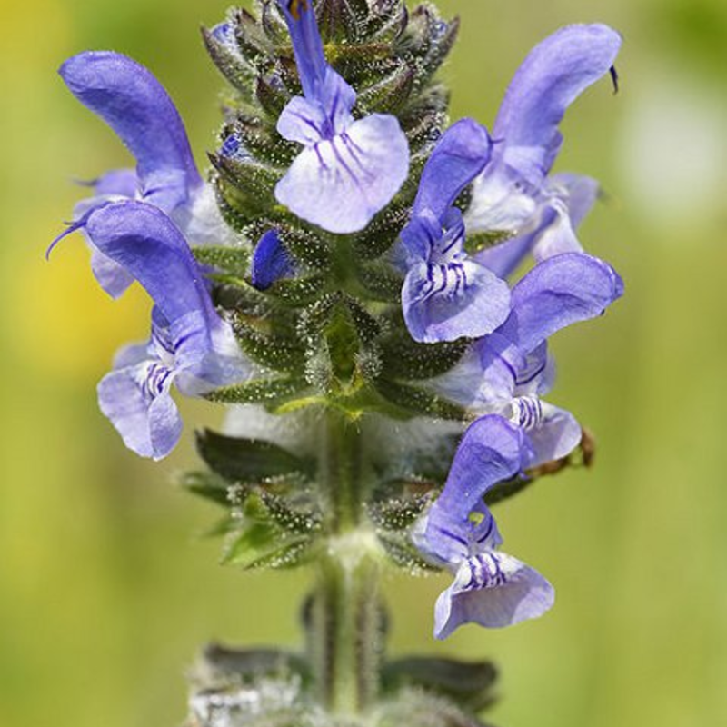 Clary Plants (Salvia verbenaca)