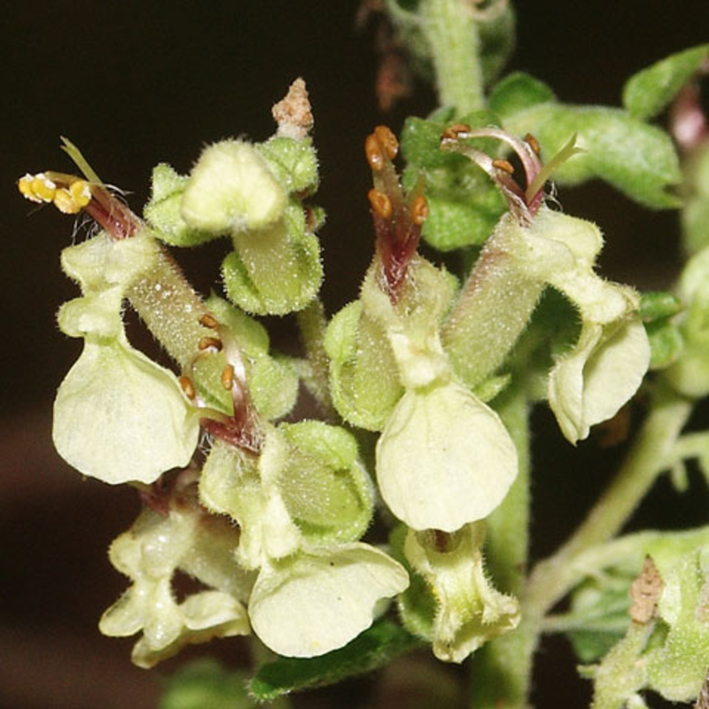 Wood Sage Plants (Teucrium scorodonia)