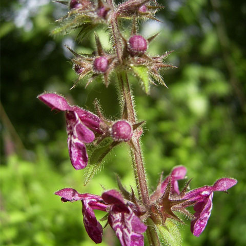 Hedge Woundwort Plants (Stachys sylvatica)