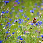 Wild Bird Wildflowers