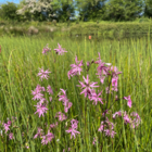 Pond Edge Wildflowers Ragged Robin