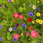 ColourMax 1
