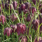 Snakes Head Fritillary Bulbs (Fritillaria meleagris)