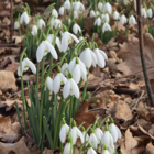 Snowdrop Bulbs (Galanthus nivalis)