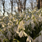 Snowdrop Bulbs (Galanthus nivalis)