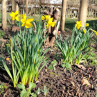 Tenby Daffodil Bulbs (Narcissus obvallaris)