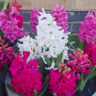 Mixed Hyacinth Bulbs