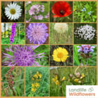 Annual and Perennial Wildflower Seeds