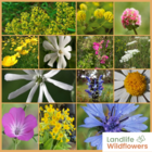 Annual and Perennial Wildflower Seeds