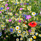 Annual and Perennial Wildflower Seeds