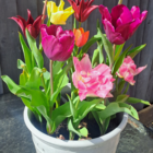 Mixed Colour Tulip Bulbs