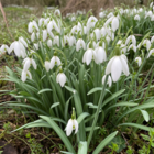 Single Snowdrop Bulbs In The Green (Galanthus nivalis)