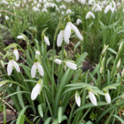 Snowdrop Bulbs (Galanthus nivalis)