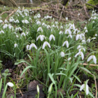 Snowdrop Bulbs (Galanthus nivalis)