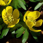 Winter aconite in the green bulbs