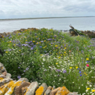 Coastal Areas Wildflower Seeds LW10P