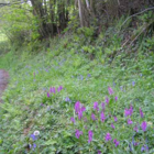 Woodland and Heavy Shade Wildflower Seeds LW8M 80/20