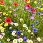 Cornfield Annuals Wildflower Seeds LW9P 100%