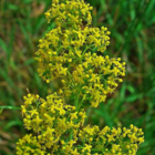 Lady's Bedstraw Plants (Galium verum)