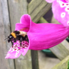 Bee Mix