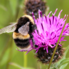 Bumble Bee Wildflower Jigsaw Puzzle