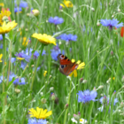 Wildflower Seeds For Butterflies