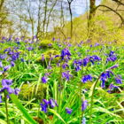 Bluebell Bulbs In The Green (Hyacinthoides non-scripta)