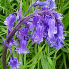 Bluebell Bulbs - Woodland Grown (Hyacinthoides non-scripta)