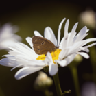 Butterfly Mix