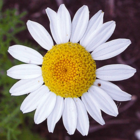 Annual Wildflower Plant Collection
