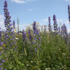 Coastal Wildflower Jigsaw Puzzle