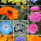 ColourMax 4 - Magic Roundabout Flower Seed