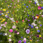 ColourMax 2 annual wildflower seed mixes
