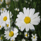 Corn Chamomile Plug Plants (Anthemis arvensis)