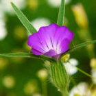 Corncockle Plants (Agrostemma githago)