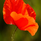 Common Poppy Plants (Papaver rhoeas)